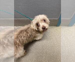Maltese-Unknown Mix Dogs for adoption in Las Vegas, NV, USA