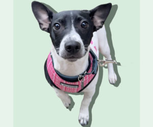 Jack Russell Terrier-Unknown Mix Dogs for adoption in Rockville, MD, USA
