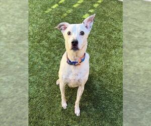 Labrador Retriever-Unknown Mix Dogs for adoption in Moreno Valley, CA, USA