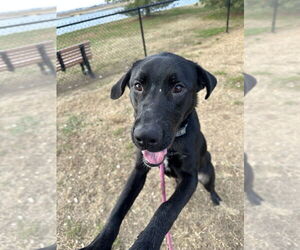 - Mix Dogs for adoption in Evansville, IN, USA