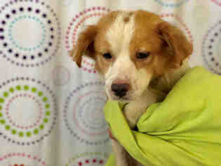 Small French Brittany Spaniel-Parson Russell Terrier Mix