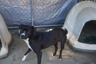 American Bulldog-Unknown Mix Dogs for adoption in Monroeville, AL, USA