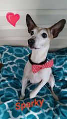 Jack Russell Terrier Dogs for adoption in Columbus, OH, USA
