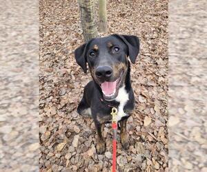 Labrador Retriever-Unknown Mix Dogs for adoption in Fairbanks, AK, USA