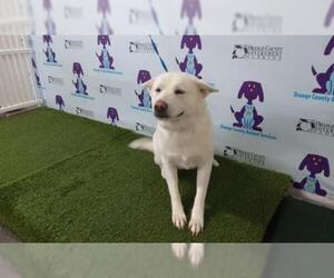 Akita Dogs for adoption in Orlando, FL, USA