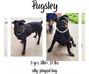 Pug Dogs for adoption in Albany, GA, USA