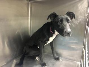 Borador Dogs for adoption in Kansas City, MO, USA