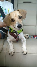 Medium Photo #1 Rat-Cha Puppy For Sale in Denton, TX, USA