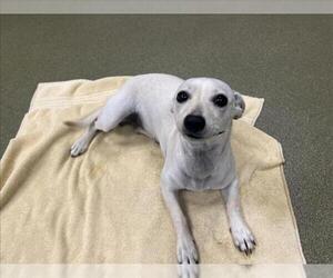 Chihuahua-Unknown Mix Dogs for adoption in Moreno Valley, CA, USA