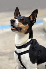 Rat Terrier Dogs for adoption in San Pedro, CA, USA