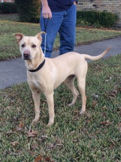 Labrador Retriever Dogs for adoption in Dallas, TX, USA