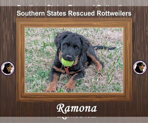 Rottweiler-Unknown Mix Dogs for adoption in White Hall, AR, USA