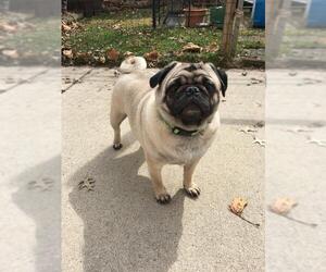 Pug Dogs for adoption in Livonia, MI, USA