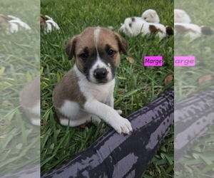 Labrador Retriever-Unknown Mix Dogs for adoption in Brewster, NY, USA
