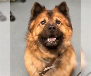 Eurasier Dogs for adoption in Denver, CO, USA