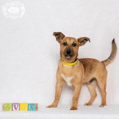 Dorgi Dogs for adoption in Columbus, GA, USA