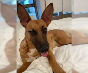 Mutt Dogs for adoption in Los Angeles, CA, USA