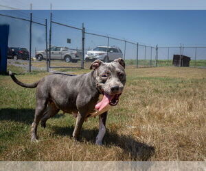 Mutt Dogs for adoption in Abbeville, LA, USA