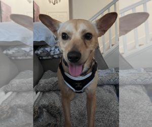 Mutt Dogs for adoption in Davis, CA, USA