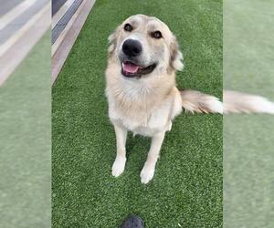 Akita-German Shepherd Dog Mix Dogs for adoption in Lathrop, CA, USA