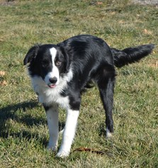 Border Collie Dogs for adoption in Belleuve, NE, USA