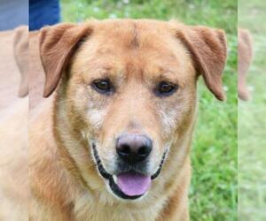 Golden Labrador Dogs for adoption in Nashville, IN, USA