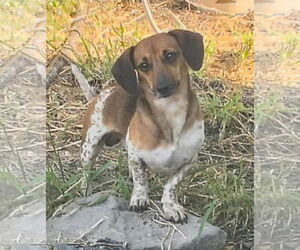 Dachshund Dogs for adoption in Oakhurst, NJ, USA