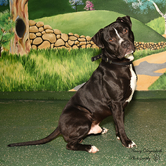 American Pit Bull Terrier-Labrador Retriever Mix Dogs for adoption in Rohnert Park, CA, USA