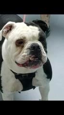 Bulldog Dogs for adoption in Troy, IL, USA