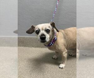 Chihuahua-Unknown Mix Dogs for adoption in Las Vegas, NV, USA