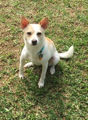 Medium Photo #1 Chihuahua-Shiba Inu Mix Puppy For Sale in Rosenberg, TX, USA