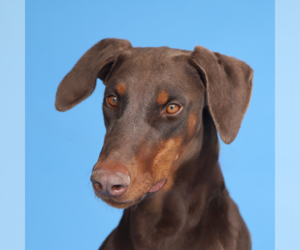 Doberman Pinscher-Unknown Mix Dogs for adoption in Pasadena, CA, USA