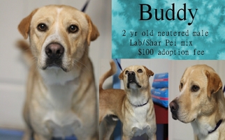 Labrador Retriever Dogs for adoption in Jefferson City, TN, USA