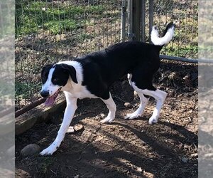 Border Collie-Unknown Mix Dogs for adoption in Arlington, VA, USA