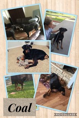 Doberman Pinscher Dogs for adoption in Del Rio, TX, USA