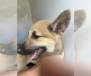 German Shepherd Dog-Unknown Mix Dogs for adoption in Houston, TX, USA