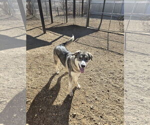 Great Pyrenees-Huskies  Mix Dogs for adoption in Maquoketa, IA, USA