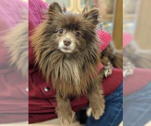 Pomeranian Dogs for adoption in Maryville, TN, USA