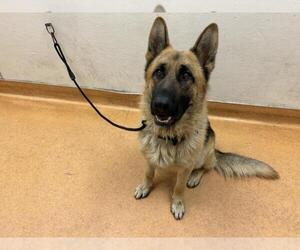 German Shepherd Dog Dogs for adoption in Martinez, CA, USA