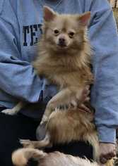 Medium Photo #1 Pomeranian Puppy For Sale in Texarkana, TX, USA