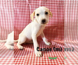 Jack Russell Terrier-Labrador Retriever Mix Dogs for adoption in Aurora, IN, USA