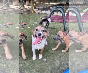Mutt Dogs for adoption in Tracy City, TN, USA