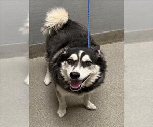 Alaskan Klee Kai-Siberian Husky Mix Dogs for adoption in Las Vegas, NV, USA