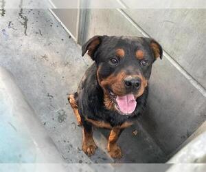 Rottweiler Dogs for adoption in Pasadena, CA, USA