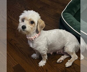 Mutt Dogs for adoption in Oak Bluffs, MA, USA