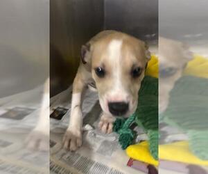 American Pit Bull Terrier Dogs for adoption in Bakersfield, CA, USA