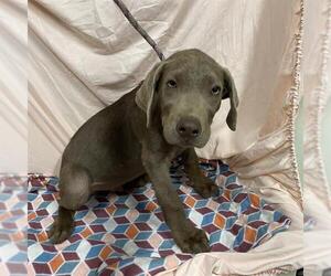 Unknown-Weimaraner Mix Dogs for adoption in Modesto, CA, USA