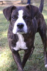 Boxer-Unknown Mix Dogs for adoption in Media, PA, USA