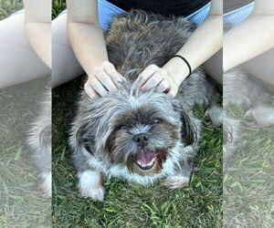 Shih Tzu-Unknown Mix Dogs for adoption in Princeton, MN, USA