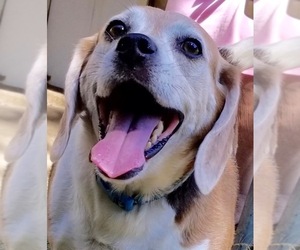 Medium Photo #1 Beagle Puppy For Sale in Maryville, TN, USA